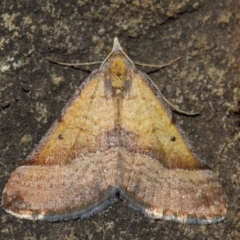 Anachloris subochraria (Golden Grass Carpet (Ennominae)) at Hackett, ACT - 4 Jul 2019 by TimL