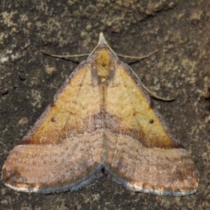 Anachloris subochraria at Hackett, ACT - 4 Jul 2019