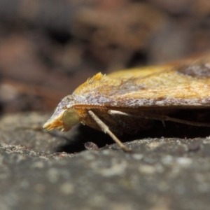 Anachloris subochraria at Hackett, ACT - 4 Jul 2019