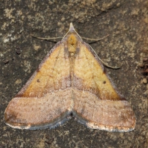 Anachloris subochraria at Hackett, ACT - 4 Jul 2019