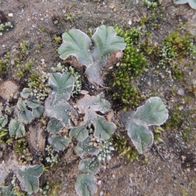 Riccia spongiosula (Liverwort) at Tuggeranong DC, ACT - 3 Apr 2019 by MichaelBedingfield
