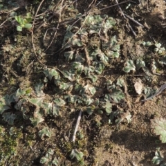 Riccia spongiosula at Tuggeranong DC, ACT - 3 Apr 2019 06:48 PM