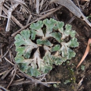 Riccia spongiosula at Tuggeranong DC, ACT - 3 Apr 2019 06:48 PM