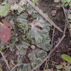 Riccia spongiosula at Tuggeranong DC, ACT - 3 Apr 2019 06:48 PM