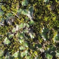 Riccia cartilaginosa (Liverwort) at Point Hut to Tharwa - 3 Apr 2019 by michaelb