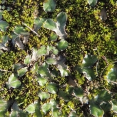 Riccia cartilaginosa (Liverwort) at Tuggeranong DC, ACT - 3 Apr 2019 by MichaelBedingfield