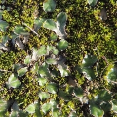 Riccia cartilaginosa (Liverwort) at Tuggeranong DC, ACT - 3 Apr 2019 by michaelb