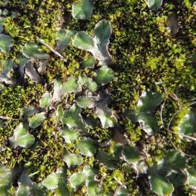 Riccia cartilaginosa (Liverwort) at Tuggeranong DC, ACT - 3 Apr 2019 by MichaelBedingfield