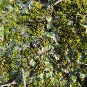 Riccia cartilaginosa at Tuggeranong DC, ACT - 3 Apr 2019