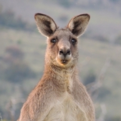 Macropus giganteus (Eastern Grey Kangaroo) at Point Hut to Tharwa - 3 Apr 2019 by MichaelBedingfield