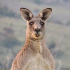 Macropus giganteus (Eastern Grey Kangaroo) at Point Hut to Tharwa - 3 Apr 2019 by michaelb