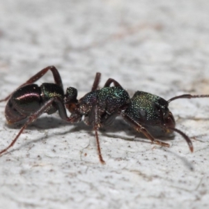 Rhytidoponera metallica at Acton, ACT - 4 Jul 2019 01:01 PM