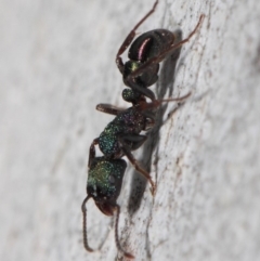 Rhytidoponera metallica at Acton, ACT - 4 Jul 2019 01:01 PM