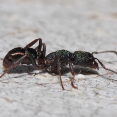 Rhytidoponera metallica at Acton, ACT - 4 Jul 2019 01:01 PM