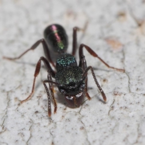 Rhytidoponera metallica at Acton, ACT - 4 Jul 2019 01:01 PM