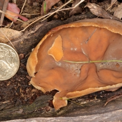 Aleuria sp. at Paddys River, ACT - 5 Jul 2019 by Marthijn