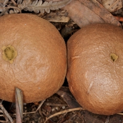 Bovista (A puffball) at Tidbinbilla Nature Reserve - 5 Jul 2019 by Marthijn