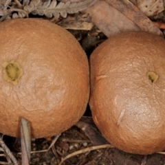 Bovista (A puffball) at Paddys River, ACT - 5 Jul 2019 by Marthijn