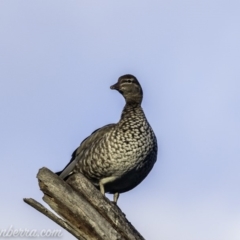 Chenonetta jubata (Australian Wood Duck) at Hughes, ACT - 29 Jun 2019 by BIrdsinCanberra