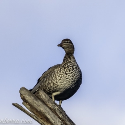 Chenonetta jubata (Australian Wood Duck) at Federal Golf Course - 28 Jun 2019 by BIrdsinCanberra