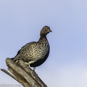 Chenonetta jubata at Hughes, ACT - 29 Jun 2019 08:07 AM