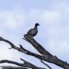 Chenonetta jubata at Hughes, ACT - 29 Jun 2019 08:07 AM