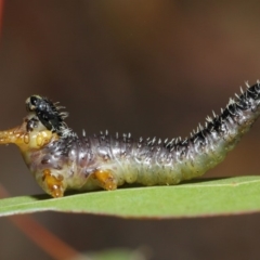 Perga dorsalis (Steel-blue sawfly, spitfire) at Hackett, ACT - 4 Jul 2019 by TimL