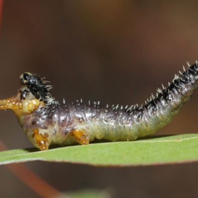 Perginae sp. (subfamily) (Unidentified pergine sawfly) at Hackett, ACT - 4 Jul 2019 by TimL