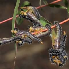 Perga dorsalis at Hackett, ACT - 4 Jul 2019