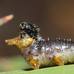 Perginae sp. (subfamily) at Hackett, ACT - 4 Jul 2019 01:11 PM