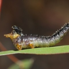 Perginae sp. (subfamily) at Hackett, ACT - 4 Jul 2019 01:11 PM