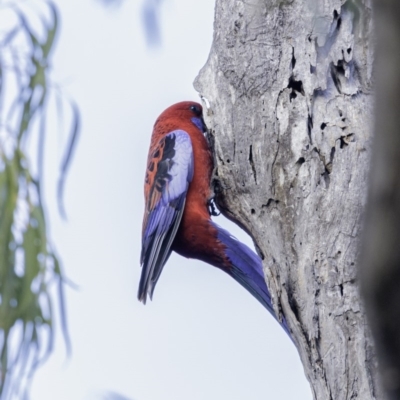 Platycercus elegans (Crimson Rosella) at Hughes, ACT - 29 Jun 2019 by JonSteinbeck