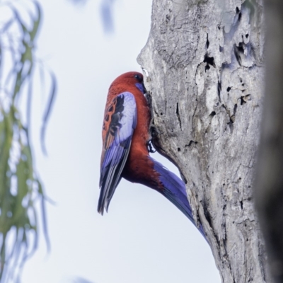 Platycercus elegans (Crimson Rosella) at Hughes, ACT - 29 Jun 2019 by BIrdsinCanberra