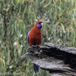 Platycercus elegans at Hughes, ACT - 29 Jun 2019 08:55 AM