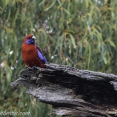 Platycercus elegans at Hughes, ACT - 29 Jun 2019 08:55 AM