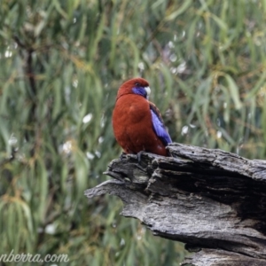 Platycercus elegans at Hughes, ACT - 29 Jun 2019 08:55 AM