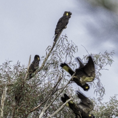 Zanda funerea (Yellow-tailed Black-Cockatoo) at Cotter Reserve - 29 Jun 2019 by BIrdsinCanberra