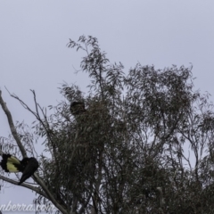 Zanda funerea at Paddys River, ACT - 30 Jun 2019