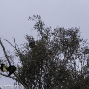 Zanda funerea at Paddys River, ACT - 30 Jun 2019