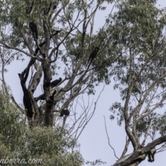 Zanda funerea at Paddys River, ACT - 30 Jun 2019