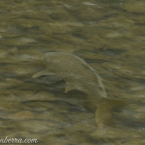 Cyprinus carpio at Paddys River, ACT - 30 Jun 2019