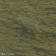 Cyprinus carpio at Paddys River, ACT - 30 Jun 2019