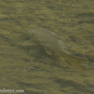 Cyprinus carpio at Paddys River, ACT - 30 Jun 2019