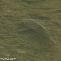 Cyprinus carpio at Paddys River, ACT - 30 Jun 2019