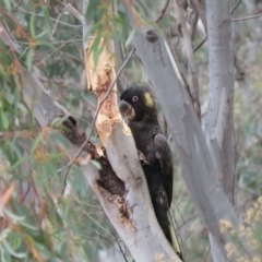 Zanda funerea (Yellow-tailed Black-Cockatoo) at Wanniassa Hill - 5 Jul 2019 by KumikoCallaway