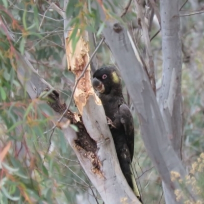 Zanda funerea (Yellow-tailed Black-Cockatoo) at Wanniassa Hill - 5 Jul 2019 by KumikoCallaway