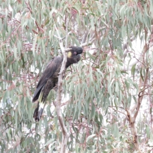 Zanda funerea at Fadden, ACT - 5 Jul 2019 10:27 AM