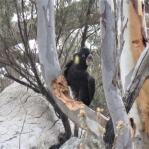 Zanda funerea at Fadden, ACT - 5 Jul 2019 10:27 AM