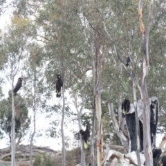 Zanda funerea at Fadden, ACT - 5 Jul 2019 10:27 AM