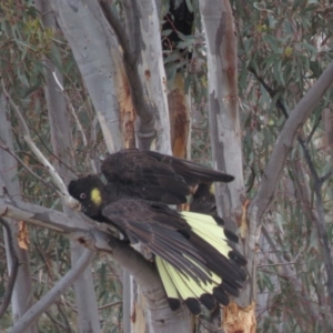 Zanda funerea at Fadden, ACT - 5 Jul 2019